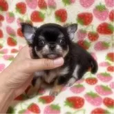 チワワ(ロング)