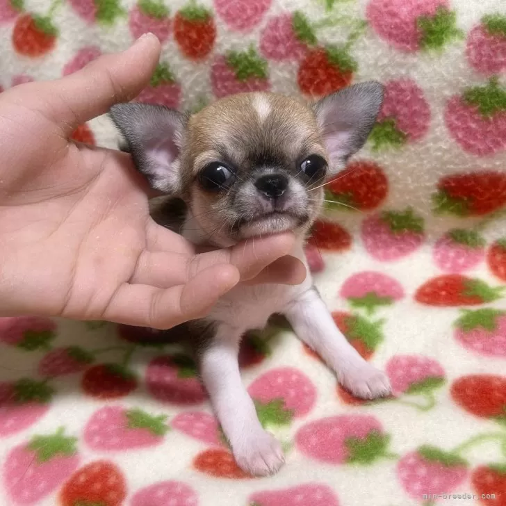 ID:2402-03934の子犬