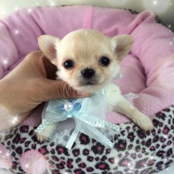 チワワ(ロング)【福岡県・男の子・2014年3月16日・クリーム】の写真「❤︎特選犬❤︎クオリティの高い子です」