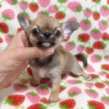 チワワ(スムース)【福岡県・男の子・2024年3月24日・レッド】の写真「可愛いスムチーの男の子*°♡」