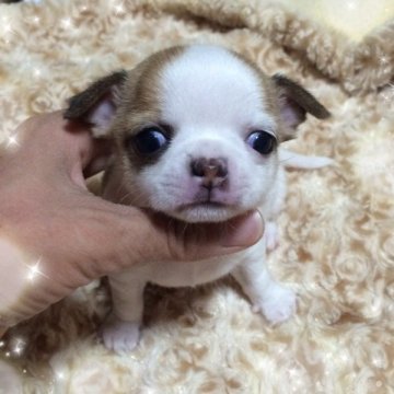 チワワ(スムース)【福岡県・女の子・2014年10月20日・パーティ(ホワイト&レッド)】の写真「まんまる可愛いスムチーちゃん❤︎」
