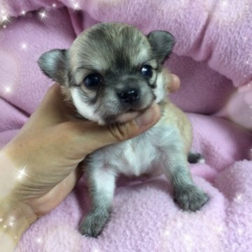 チワワ(ロング)【福岡県・女の子・2014年6月7日・フォーン】の写真「とっても可愛い女の子❤︎」