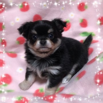 チワワ(ロング)【福岡県・男の子・2018年11月2日・ブラッククリーム&ホワイト】の写真「期間限定の特別価格です⋆｡˚✩」