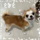 チワワ(ロング)【福岡県・男の子・2024年3月28日・ブラック&タン】の写真5「ママです*°♡」