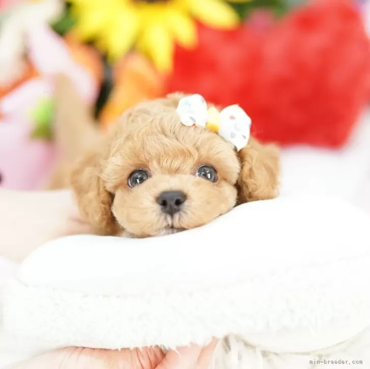 ID：2504-04232の子犬