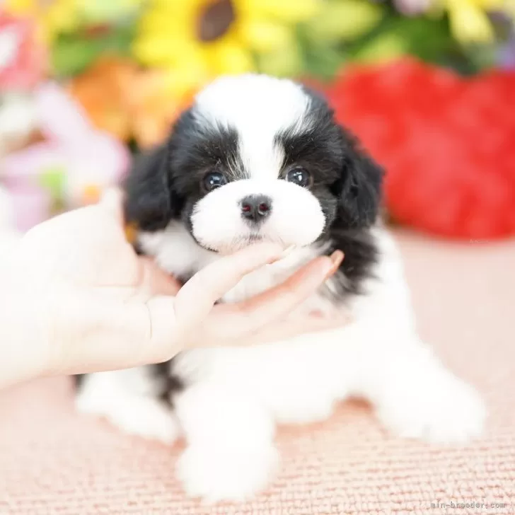 ID：2504-06685の子犬