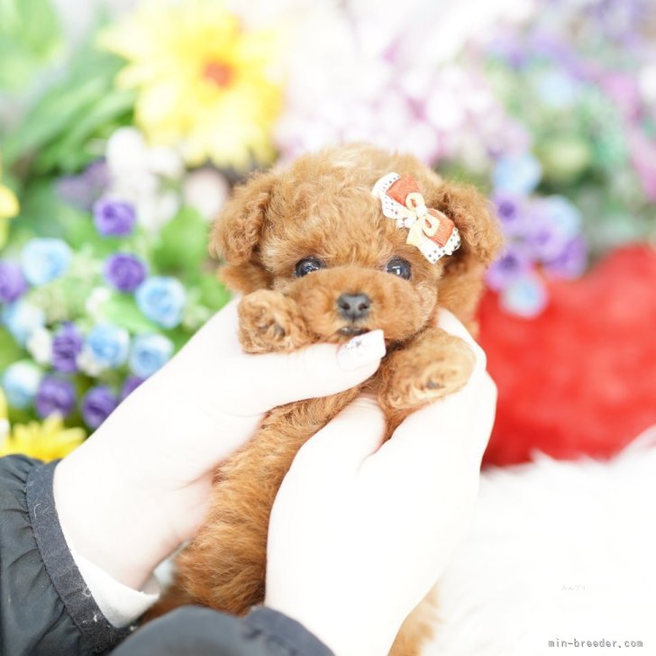 ブリーダー画像