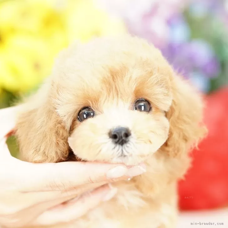 ID:2508-08208の子犬