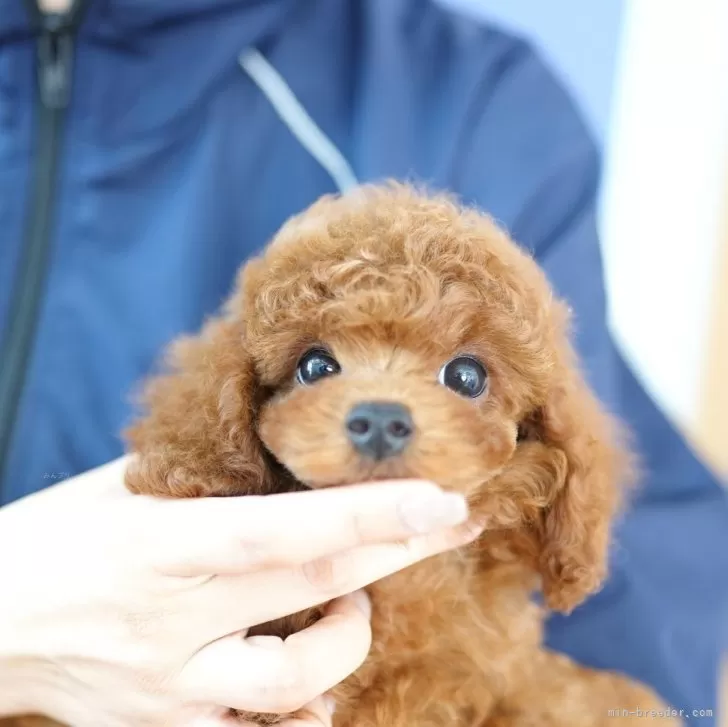たんぽぽ 様のお迎えした子犬