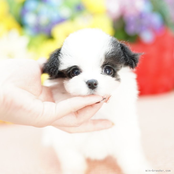 ブリーダー画像