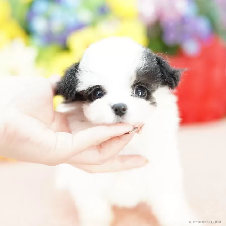 ミックス(パピヨン×マルチーズ)【埼玉県・女の子・2025年8月23日・ホワイト&amp;ブラック】の写真1