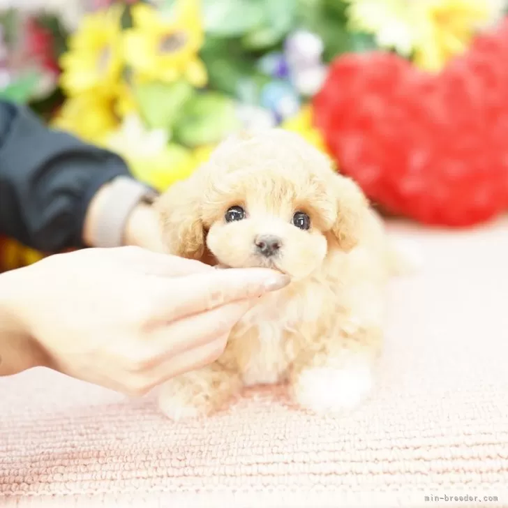 ID：2512-01441の子犬