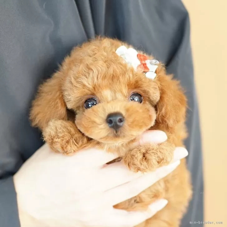 ID：2509-08045の子犬