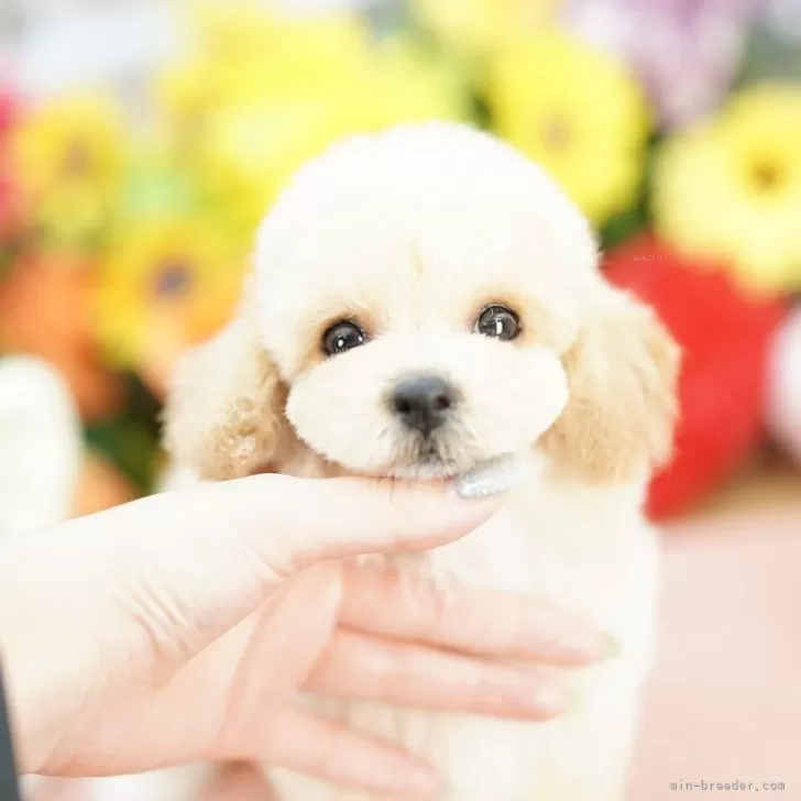 ID：2507-04061の子犬