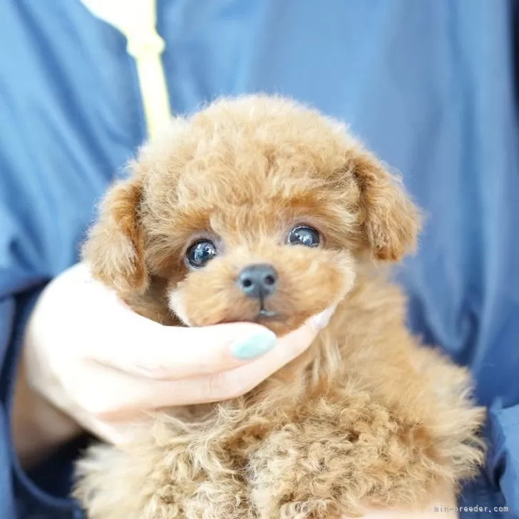 ID:2506-04658の子犬