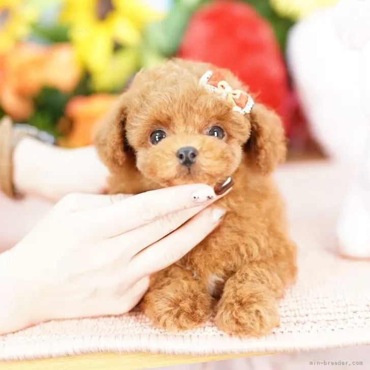 ID：2506-02707の子犬