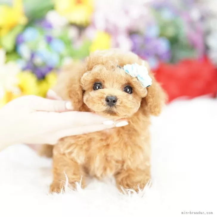 ID：2510-07563の子犬