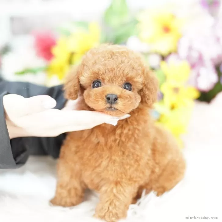 タイニープードル【埼玉県・男の子・2025年9月11日・レッド】の写真1「色々なサイズの子犬と幅広い価格帯で他にも複数頭掲載しております❗」