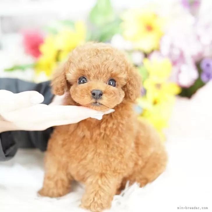 タイニープードル【埼玉県・男の子・2025年9月11日・レッド】の写真1「色々なサイズの子犬と幅広い価格帯で他にも複数頭掲載しております❗」