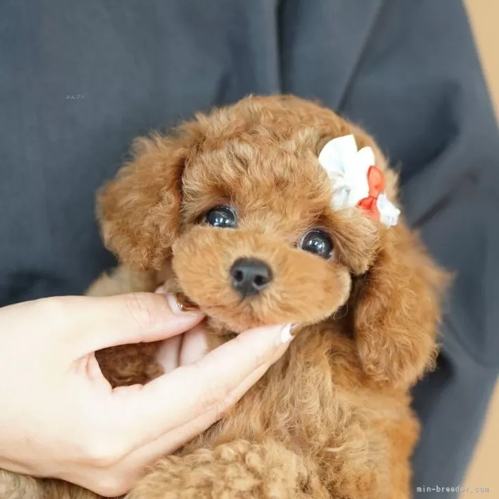 ID：2510-01312の子犬