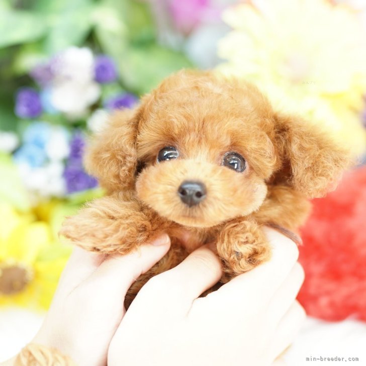 ブリーダー画像