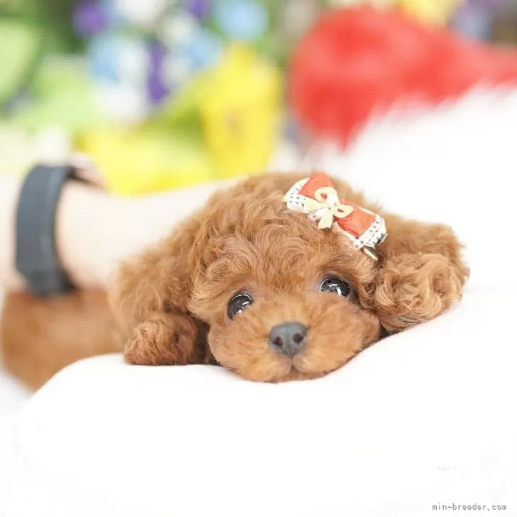 ティーカッププードル【埼玉県・女の子・2025年9月24日・レッド】の写真1「色々なサイズの子犬と幅広い価格帯で他にも複数頭掲載しております❗」