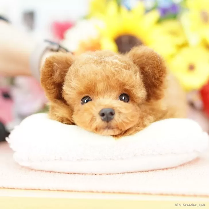 M.N 様のお迎えした子犬