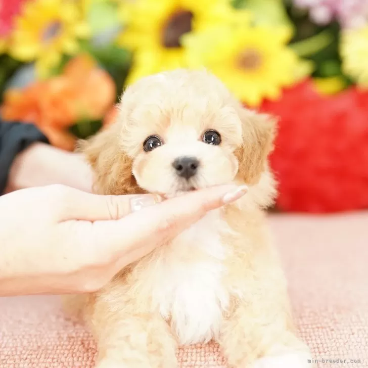 ID:2505-07700の子犬