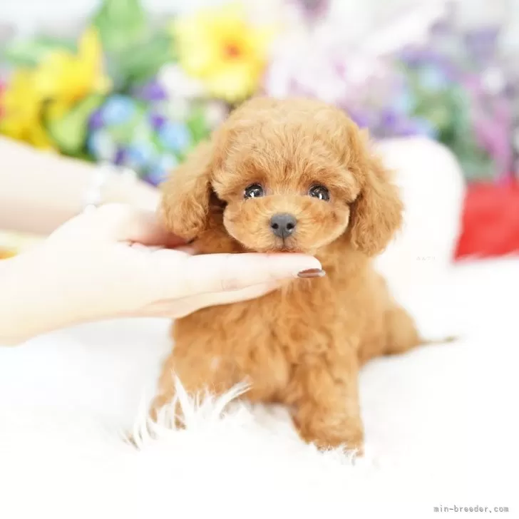 ID：2511-00920の子犬