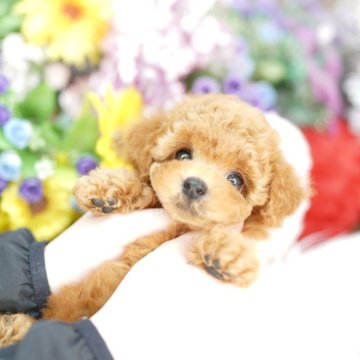 トイプードル(タイニー)【埼玉県・男の子・2025年9月9日・レッド】の写真「20回払い迄金利0❗　クリクリお目々♡」