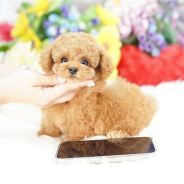 トイプードル(ティーカップ)【埼玉県・女の子・2025年8月16日・レッド】の写真「ティーカップ予想の激かわプリンセス　ドワーフタイプ」