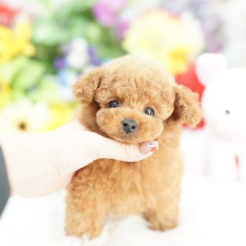 ティーカッププードル【埼玉県・男の子・2025年9月24日・レッド】の写真「20回払い迄金利0❗クリクリお目々のドワーフタイプ」