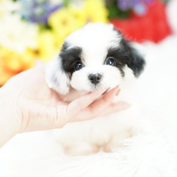 ミックス(パピヨン×マルチーズ)【埼玉県・男の子・2025年8月23日・ホワイト&ブラック】の写真「激かわ　パピマル　（♂パピヨンｘ♀マルチーズ）」