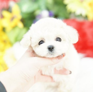 ビションプー(ビションフリーゼ×トイプードル)【埼玉県・女の子・2025年9月23日・クリーム】の写真「20回払い迄金利0❗パパは直輸入の韓国ミニビション」