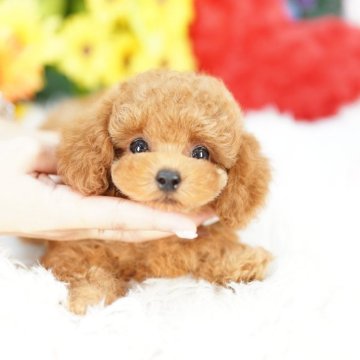 ティーカッププードル【埼玉県・男の子・2025年7月30日・レッド】の写真「ブリーダーなので子犬の見学会wなど行いません」