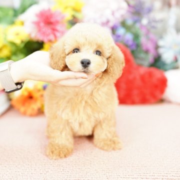トイプードル(タイニー)【埼玉県・男の子・2025年6月25日・アプリコット】の写真「当犬舎は見学会などといったイベント行為は行いません」