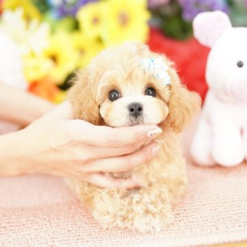 ビションプー(トイプードル×ビションフリーゼ)【埼玉県・男の子・2025年8月16日・アプリコット】の写真「20回払い迄金利0❗　大人気のビションプー」