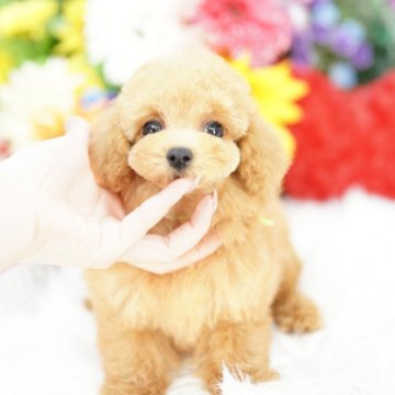 タイニープードル【埼玉県・男の子・2025年6月8日・アプリコット】の写真「乱繁殖反対！　当犬舎は繁殖場と販売事業所は同一です」