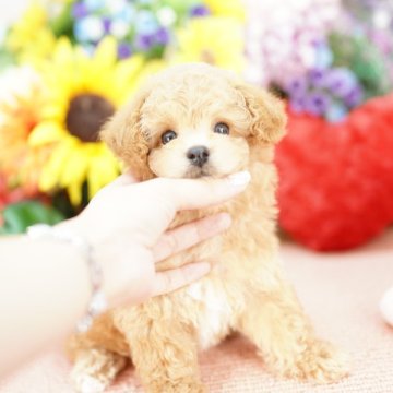 ビションプー(トイプードル×ビションフリーゼ)【埼玉県・男の子・2025年8月3日・クリーム】の写真「20回払い迄金利0❗　大人気の激かわビションプー」