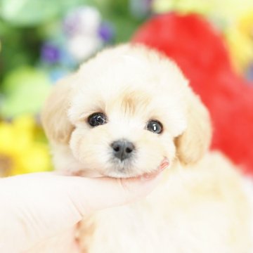 マルプー(マルチーズ×トイプードル)【埼玉県・男の子・2025年10月10日・アプリコット】の写真「20回払い迄金利0❗ 激かわマルプー🐾」