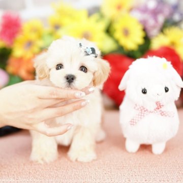 マルプー(マルチーズ×トイプードル)【埼玉県・男の子・2025年5月5日・クリーム】の写真「20回払い迄金利0❗　人気の激かわマルプー♡」