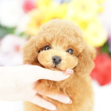 トイプードル(タイニー)【埼玉県・男の子・2025年7月6日・レッド】の写真「当犬舎は見学会などといったイベント行為は行いません」