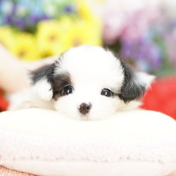 ミックス(パピヨン×マルチーズ)【埼玉県・男の子・2025年8月23日・ホワイト&ブラック】の写真「激かわ　パピマル　（♂パピヨンｘ♀マルチーズ）」