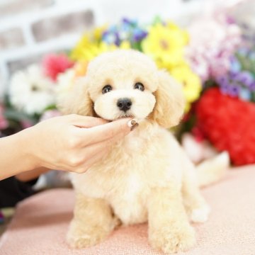 トイプードル(タイニー)【埼玉県・男の子・2025年6月29日・クリーム】の写真「20回払い迄金利0❗　組織的乱繁殖絶対に反対です！」