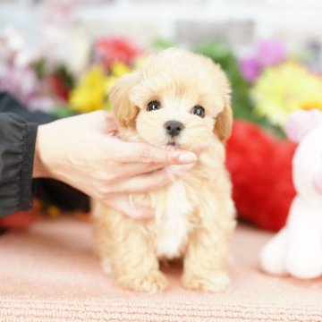 マルプー(マルチーズ×トイプードル)【埼玉県・男の子・2025年9月23日・アプリコット】の写真「20回払い迄金利0❗  大人気のマルプー♡」