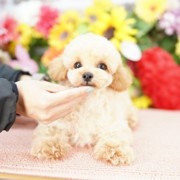 トイプードル(タイニー)【埼玉県・男の子・2025年3月5日・アプリコット】の写真「20回払い迄金利0❗　　　組織的大繁殖絶対反対！！」
