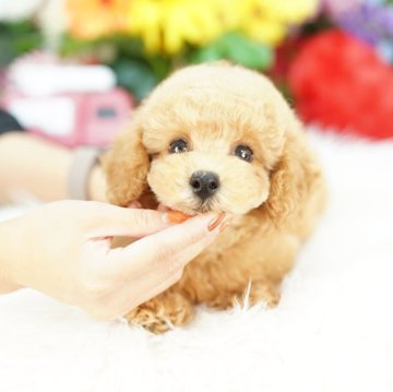 トイプードル(タイニー)【埼玉県・男の子・2025年6月25日・アプリコット】の写真「当犬舎は見学会などといったイベント行為は行いません」