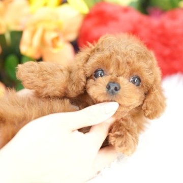 トイプードル(タイニー)【埼玉県・女の子・2025年3月23日・レッド】の写真「当犬舎は生まれた場所で育てて販売しております」