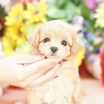 ビションプー(ビションフリーゼ×トイプードル)【埼玉県・女の子・2025年10月6日・アプリコット】の写真「20回払い迄金利0❗韓国ミニビションｘトイプードル」