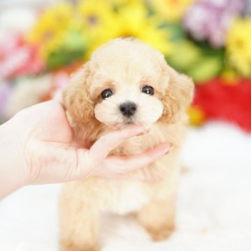 マルプー(マルチーズ×トイプードル)【埼玉県・男の子・2025年3月11日・クリーム】の写真「当犬舎は同一の場所で販売者が繁殖しております」